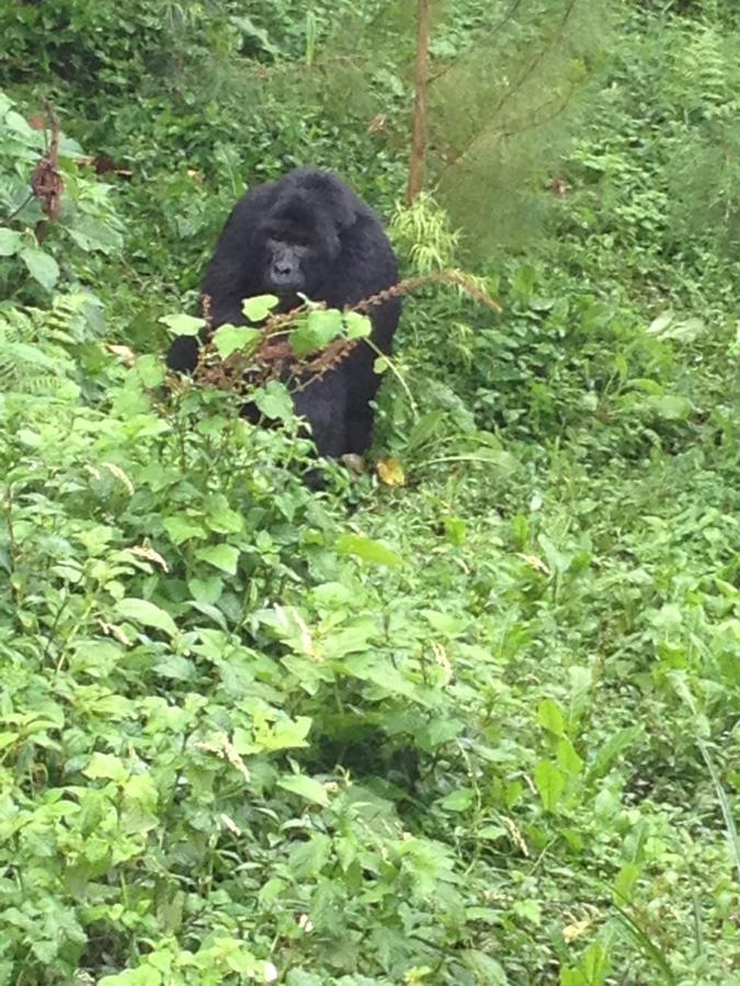 Rushaga Gorilla Lodge Bugambira Exterior photo